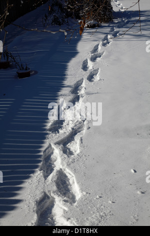 Pistes pour raquettes à neige. Banque D'Images