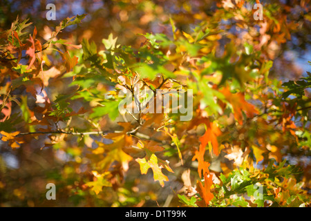 Chêne rouge et brun automne feuilles sur l'arbre Banque D'Images