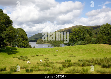 Un pâturage adjacent à Coniston Water dans le Lake District. Banque D'Images