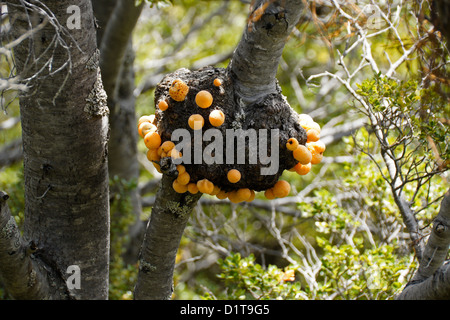 Pan de Indio (pain indien) croissant sur les arbres Nothofagus, Patagonie, Chili Banque D'Images