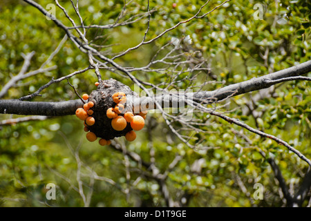 Pan de Indio (pain indien) croissant sur les arbres Nothofagus, Patagonie, Chili Banque D'Images