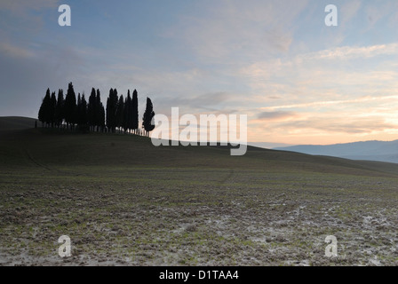 Le célèbre petit groupe de cyprès threes par San Quirico d'Orcia Paysages du Val d'Orcia, Sienne, Toscane, Italie Banque D'Images