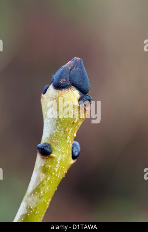 Bouton ; Frêne Fraxinus excelsior ; UK Banque D'Images