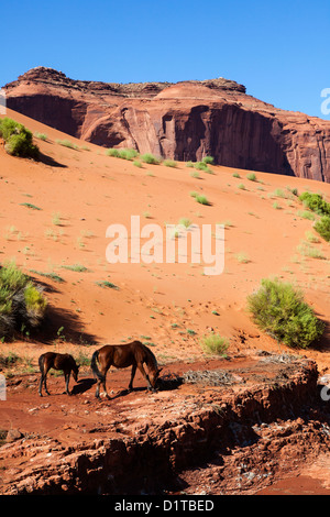 Les chevaux sauvages dans la région de Monument Valley, Arizona, USA Banque D'Images