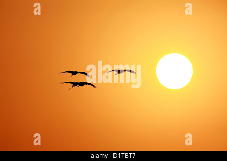 Troupeau d'oiseaux volant au coucher du soleil Banque D'Images