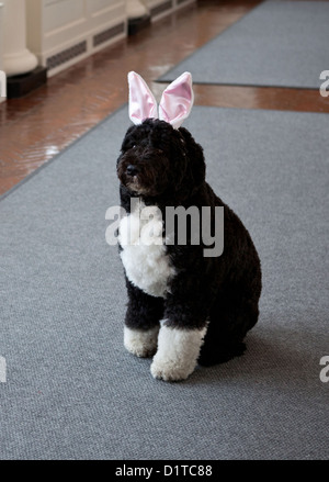 Bo, le chien de la famille Obama porte des oreilles de lapin lors d'un enregistrement pour la chasse aux Œufs de Pâques à colonnade de la Maison Blanche le 29 février 2012 à Washington, DC. Banque D'Images