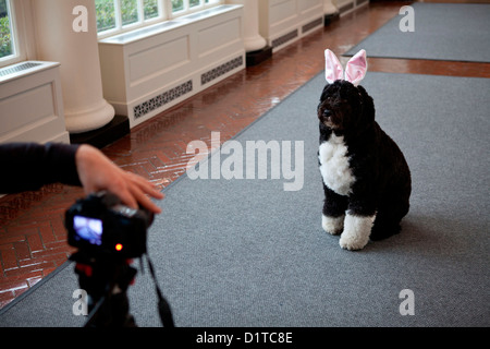 Bo, le chien de la famille Obama porte des oreilles de lapin lors d'un enregistrement pour la chasse aux Œufs de Pâques à colonnade de la Maison Blanche le 29 février 2012 à Washington, DC. Banque D'Images