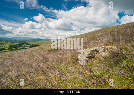 Dans la vallée de landes Nièvre, montagnes Comeragh, comté de Waterford, Irlande Banque D'Images