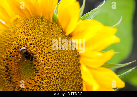 Un close up image d'une abeille se nourrir du pollen sur un tournesol dans un jardin en Allemagne. Banque D'Images