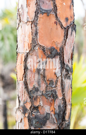 Macro close up de brûlés, brûlés sur l'écorce de pin de tree trunk Banque D'Images