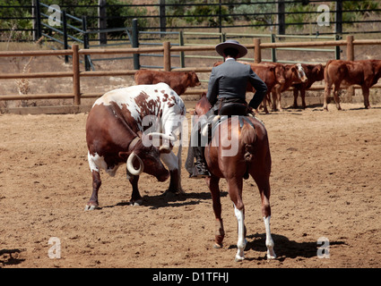 Jerez de la Frontera, Espagne, les taureaux dans le taureau de la ferme Alvaro Domecq Banque D'Images