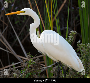 Grande Aigrette (Ardea alba) avec du jaune de loi en roseaux de Parc National des Everglades, Floride USA Banque D'Images