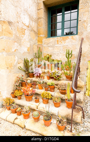 La poterie pots de plantes cactus cactus sur les marches de pierre menant à la fenêtre dans le mur Banque D'Images