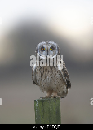 Hibou des assis sur le post Banque D'Images