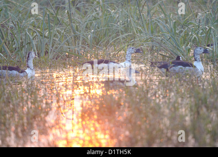 Canards dans le marais avec la réflexion du soleil Banque D'Images