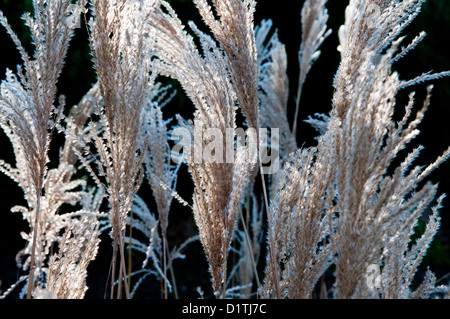 Reed rétroéclairé couvert de fleurs haw frost Banque D'Images