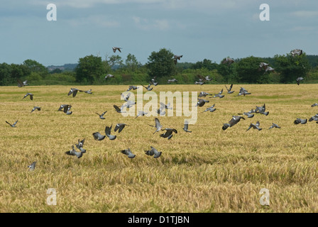 Woodpigeons voler au-dessus de champ d'orge en été Banque D'Images