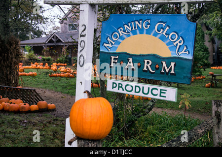 Gloire du matin ferme, Martha's Vineyard, Massachusetts, USA Banque D'Images