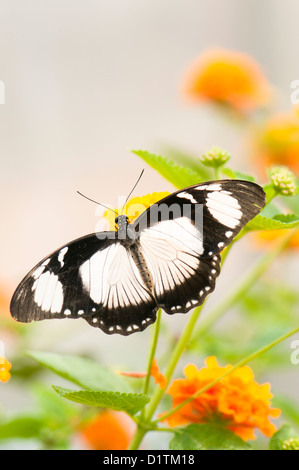 Femme Moqueur Swallowtail Butterfly, Papilio dardanus Banque D'Images