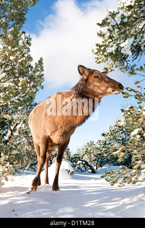 Une femelle wapiti découvert le long de la rim dans le Grand Canyon en Arizona au cours d'une journée de randonnée d'hiver enneigé. Banque D'Images