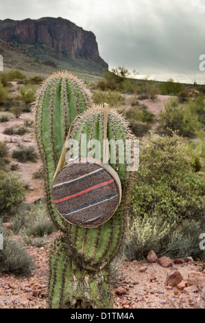 Une ancienne cantine suspendue à un cactus dans les montagnes de l'Arizona. Banque D'Images