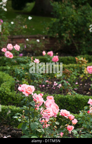 Rosa 'La Rose' Whitgift Banque D'Images