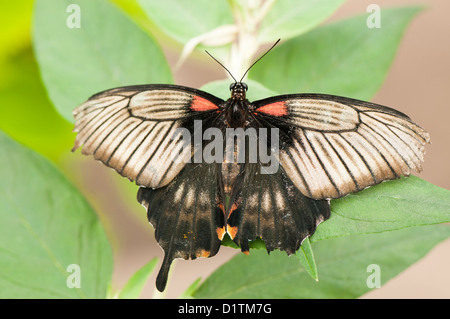 Papilio lowi, asiatique ou machaon jaune Papillon Grand Mormon Banque D'Images