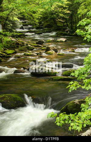 La rivière qui coule au milieu des cascades de la rivière Little Prong. Banque D'Images