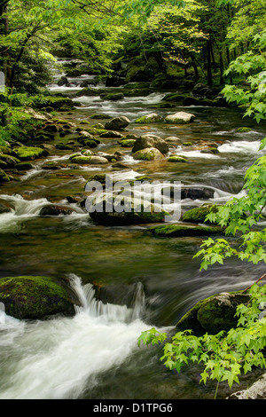 La rivière qui coule au milieu des cascades de la rivière Little Prong. Banque D'Images