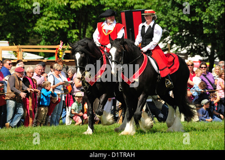 Rosstag Shire-Hors • Bartholomae, Bade-Wurtemberg, Allemagne Banque D'Images