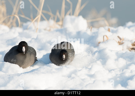 Stock photo de deux foulques d'assis dans la neige. Banque D'Images