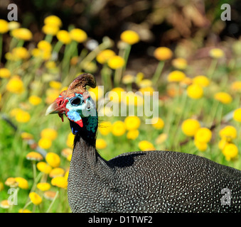 Pintade de Numidie (Numida meleagris) dans Kirstenbosch National Botanical Gardens, Cape Town. Banque D'Images