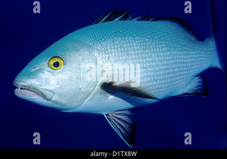 Le vivaneau rouge (Lutjanus bohar), "Cod Hole", Ribbon Reef # 10, Grande Barrière de corail au large de Lizard Island, Queensland, Australie Banque D'Images