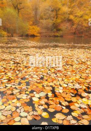 Les feuilles tombées dans le lac. Banque D'Images