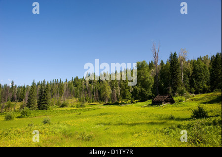 Ruines d'une vieille ferme dans le désert entre prairie et forêt Banque D'Images