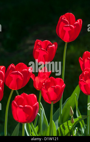 La tulipe est une plante bulbeuse, vivace à fleurs voyantes dans le genre Tulipa Banque D'Images