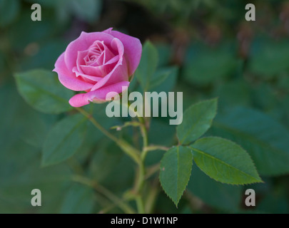 Vue rapprochée d'une rose rose avec des feuilles vertes en arrière-plan. Banque D'Images