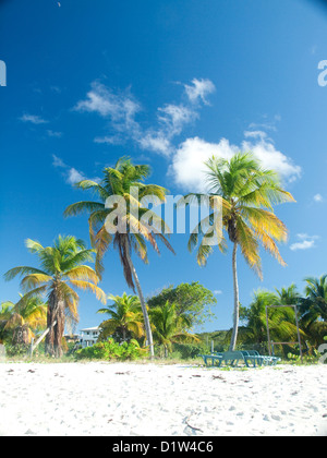 Palmiers de Shoal Bay, Anguilla Banque D'Images