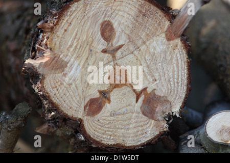 Nouveau Kätwin, Allemagne, section d'un tronc d'arbre abattu Banque D'Images