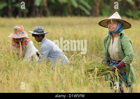 Fermier birman de la récolte du riz champ près de Mae Sot, Thaïlande Banque D'Images