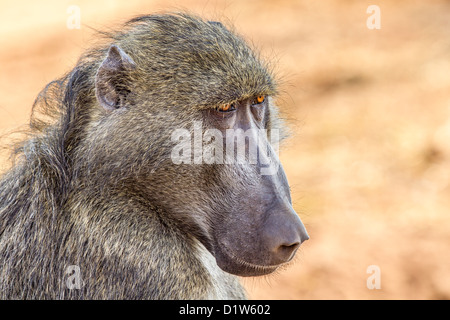 Close-up d'un babouin chacma (Papio ursinus), Chobe, au Botswana Banque D'Images