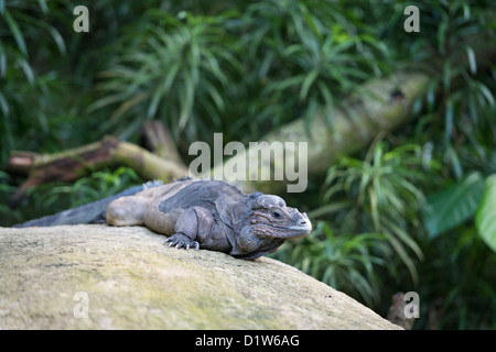 Iguane rhinocéros (Cyclura cornuta) reposant sur une pierre Banque D'Images