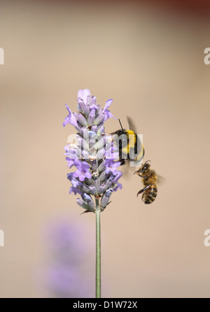 Deux abeilles sur Lavender Plant Banque D'Images