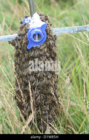 Un petit essaim d'abeilles sauvages ont commencé à former le nid d'une clôture électrique poster dans un enclos dans le parc éolien Gosfield Essex. Banque D'Images