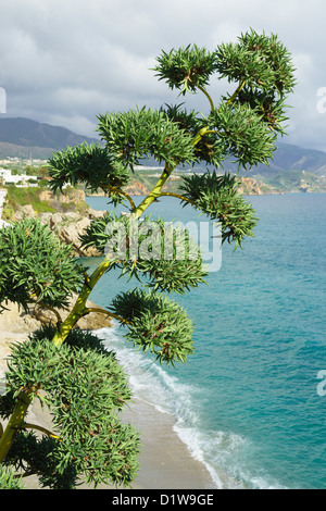 Espagne, Andalousie - Nerja, à l'est de Malaga. À l'est jusqu'à la plage et sur la côte au-delà de la ville, avec des fleurs d'agave spike. Banque D'Images