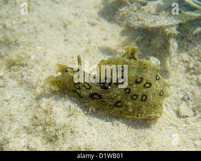 Le lièvre de mer, Aplysia dactylomela, une grande limace de mer, dans une cuvette, Grand Cayman, BWI Banque D'Images