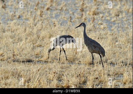 Grue du Canada (Grus canadensis) de s'alimenter dans des zones humides, frosty Bosque del Apache National Wildlife Refuge, New Mexico, USA Banque D'Images