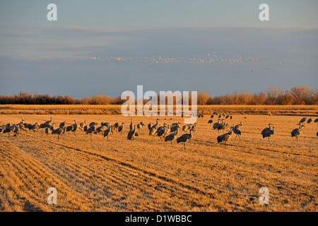 Grue du Canada (Grus canadensis) se nourrissant dans les champs de céréales, Ladd S Gordon Management area, Bernardo, New Mexico, USA Banque D'Images