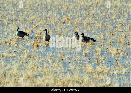 Bernache du Canada (Branta canadensis) Le repos dans des milieux humides, Bosque del Apache National Wildlife Refuge, New Mexico, USA Banque D'Images