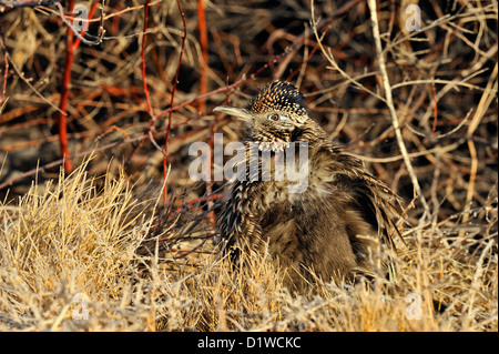 Une plus grande (Geococcyx californianus) roadrunner , Bosque del Apache National Wildlife Refuge, New Mexico, USA Banque D'Images